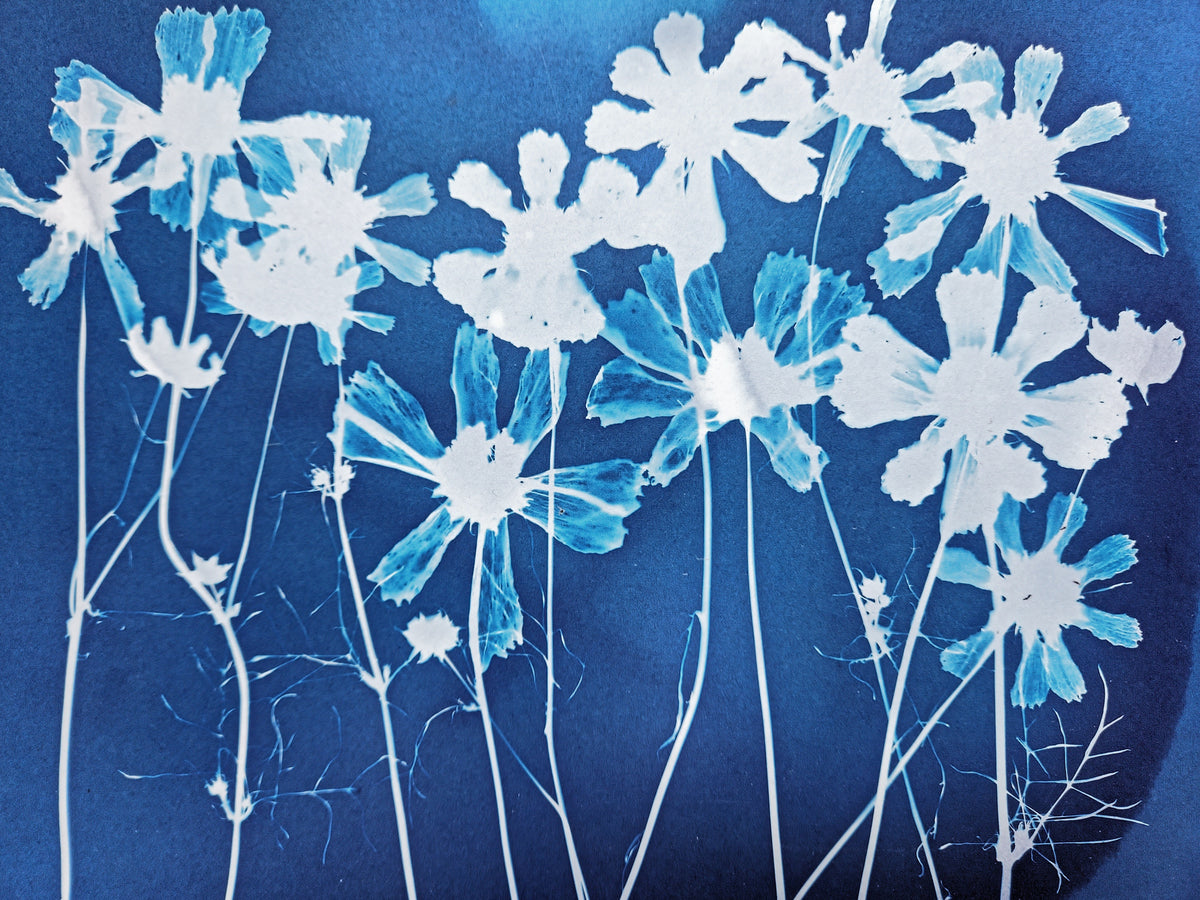 Beginner Cyanotyping Workshop with Madge Evers