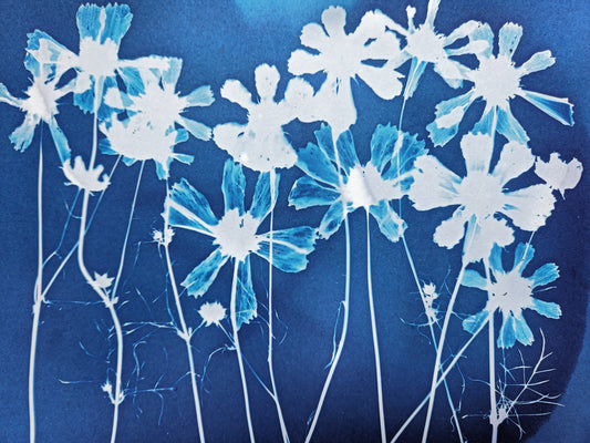 Beginner Cyanotyping Workshop with Madge Evers